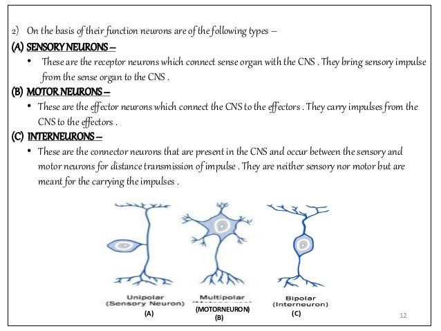 the structure of a neuron psychology neuron structure and function